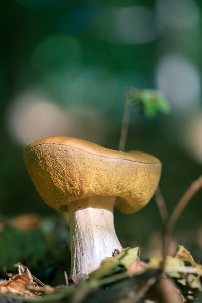 图聚科技